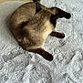 Coquille participe au concours pour gagner de l'argent avec cette photo : cat, siamese_cat, fur, pet, indoor, rug, fluffy, floor, wood_floor, resting, animal, mammal, whiskers, ears, tail, brown, beige, grey, cozy, relaxed