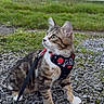 cat, tabby_cat, pet, animal, fur, outdoor, grass, gravel, leash, harness, curious, alert, sitting, fence, nature, young_cat, whiskers, paw, ears, side_view