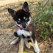 Roxy participe au concours pour gagner de l'argent avec cette photo : puppy, dog, blue_eyes, pink_collar, grass, outdoor, nature, curious, young_dog, pet, animal, sitting, head_tilt, fur, greenery, daylight, close_up, cute, playful, leash