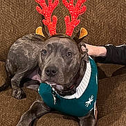 Moses is registered to the contest to win money with this photo: dog, reindeer_antlers, sweater, brown_couch, pet, holiday, christmas, festive, sequin, animal, domestic_animal, canine, indoor, cozy, relaxed, hand, fur, ears, eyes, snout