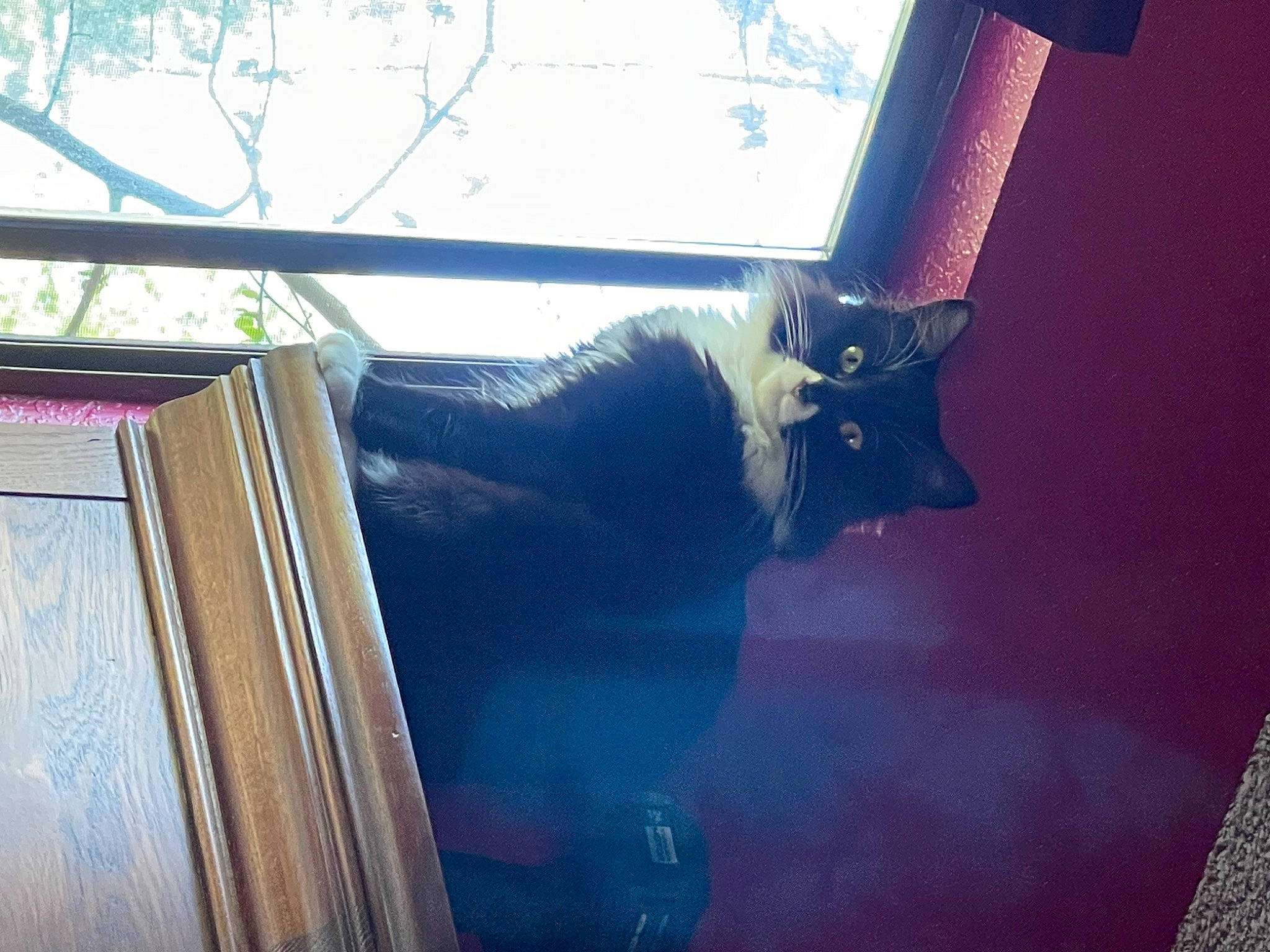 Coco is registered to the contest to win money with this photo: automotive_window_part, black_cat, carnivore, cat, domestic_short_haired_cat, electric_blue, felidae, fur, glass, house, plant, small_to_medium_sized_cats, tail, tints_and_shades, tree, vehicle_door, whiskers, window, windshield, wood