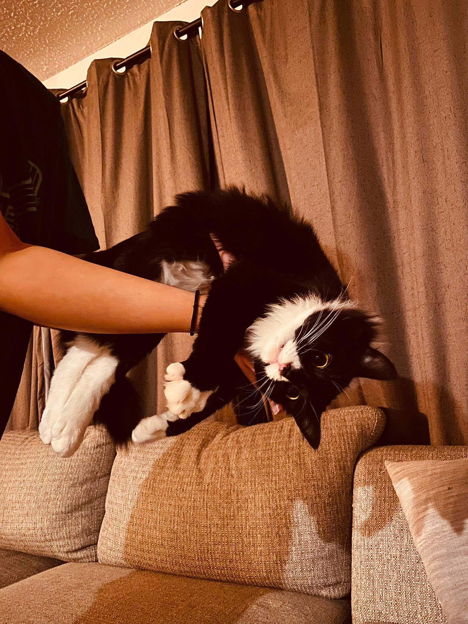 Coco joined the competition — help win amazing prizes! brown_hair, comfort, curtain, elbow, fashion_design, feather, felidae, flash_photography, fur, furniture, human_leg, interior_design, knee, long_hair, sitting, thigh, tints_and_shades, window_treatment, wing, wrist