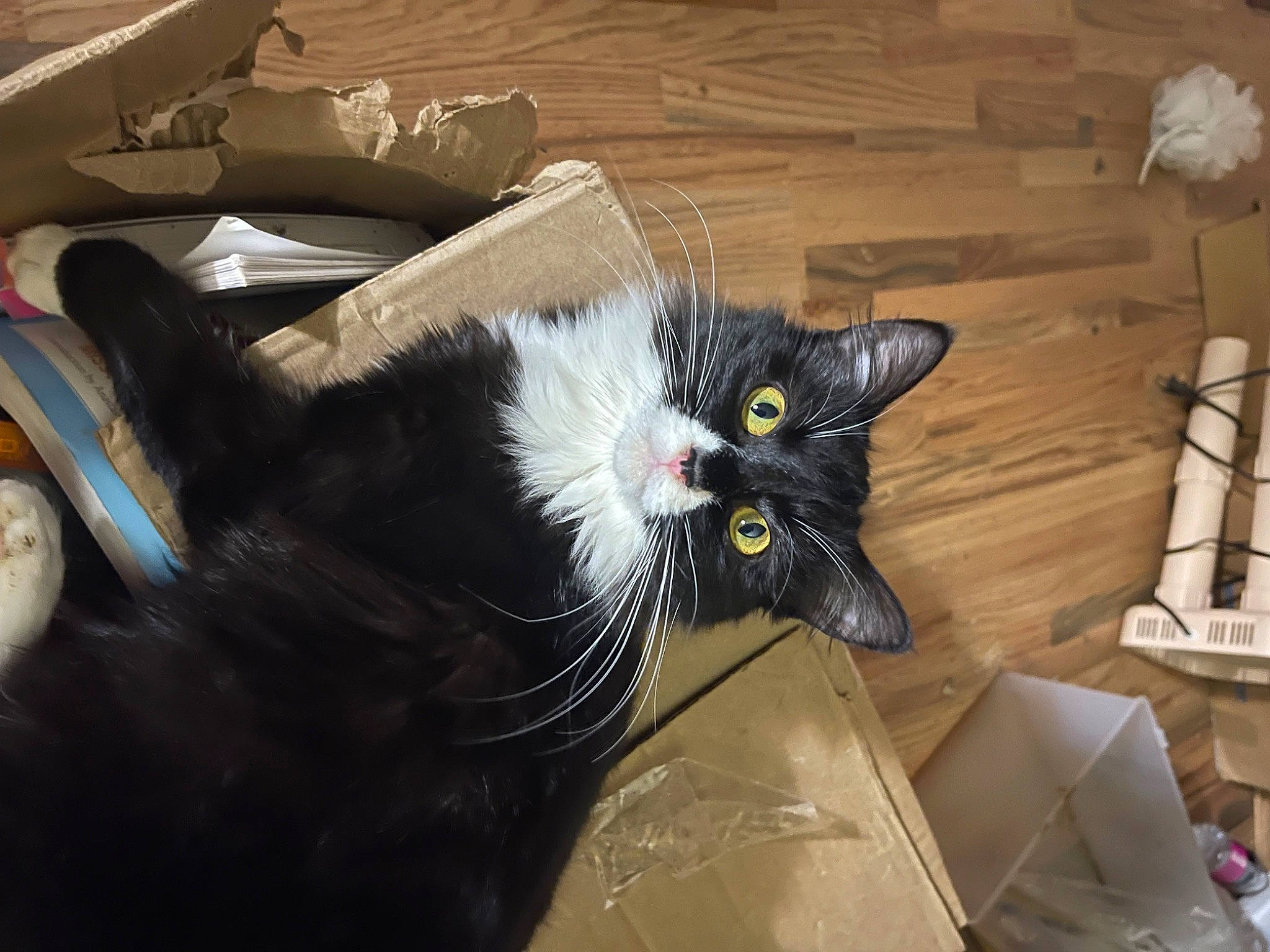 Coco is registered to the contest to win money with this photo: black_cat, box, cardboard, carnivore, carton, cat, comfort, domestic_short_haired_cat, felidae, fur, hardwood, packaging_and_labeling, paper_product, shipping_box, small_to_medium_sized_cats, snout, tail, whiskers, wood