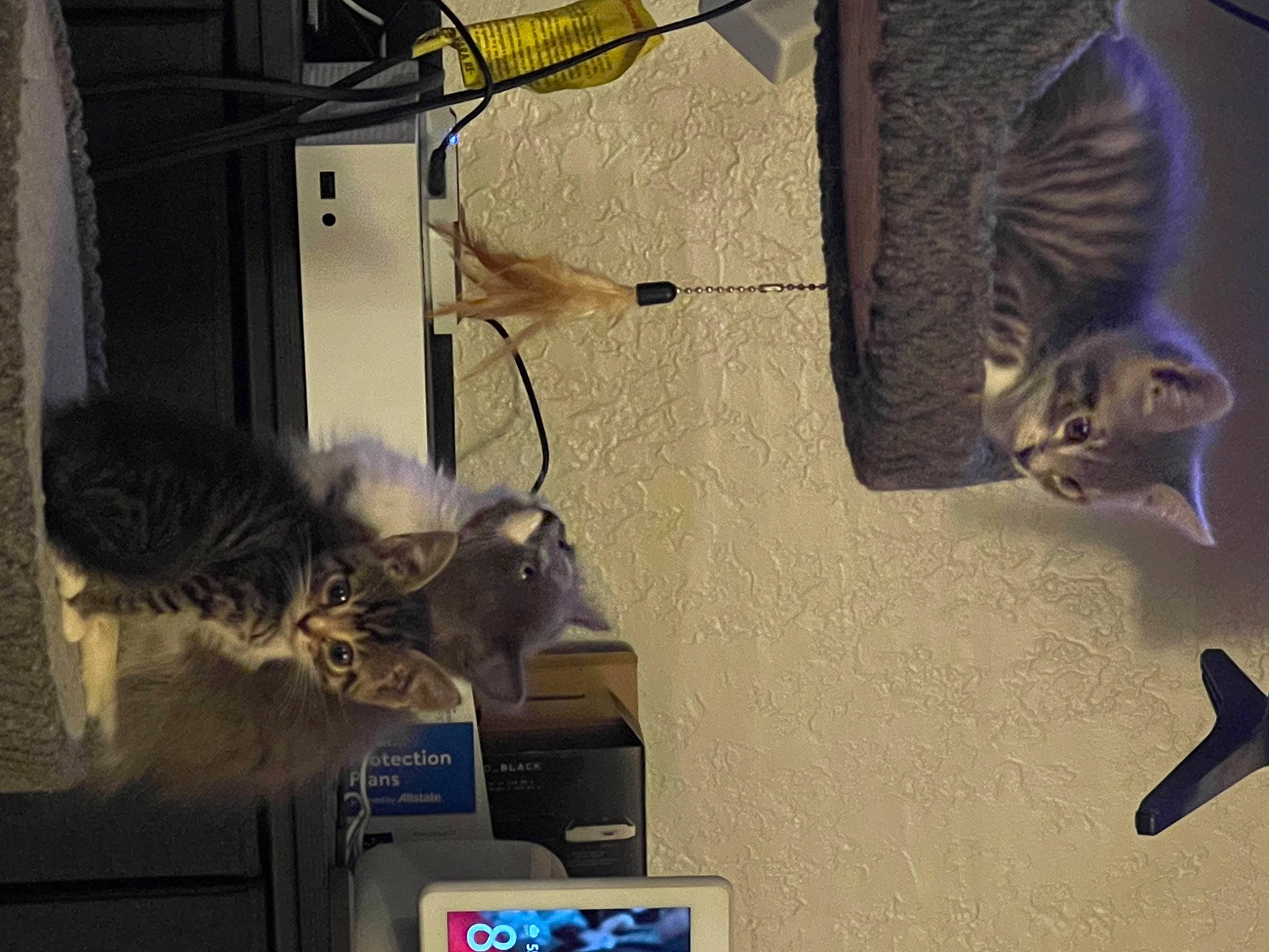 Pocky is registered to the contest to win money with this photo: audio_equipment, cable, carnivore, cat, computer_hardware, domestic_short_haired_cat, electric_blue, electrical_supply, electrical_wiring, electronic_device, felidae, gas, heat_shrink_tubing, room, small_to_medium_sized_cats, tail, technology, whiskers, wire, wood