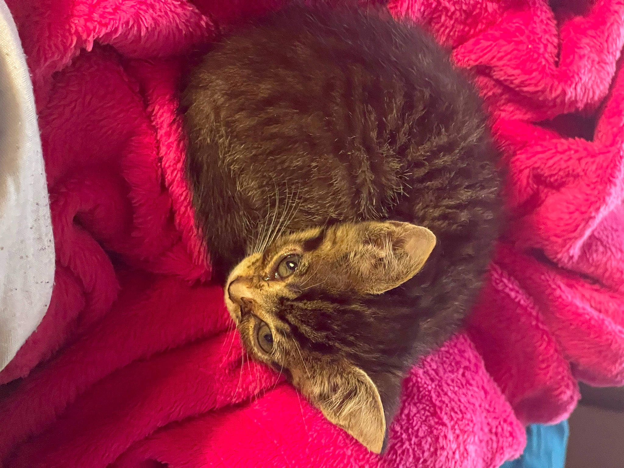 Pocky is registered to the contest to win money with this photo: carnivore, cat, claw, comfort, domestic_short_haired_cat, ear, fawn, felidae, fur, linens, liver, magenta, nap, red, small_to_medium_sized_cats, snout, tail, terrestrial_animal, whiskers, wildlife