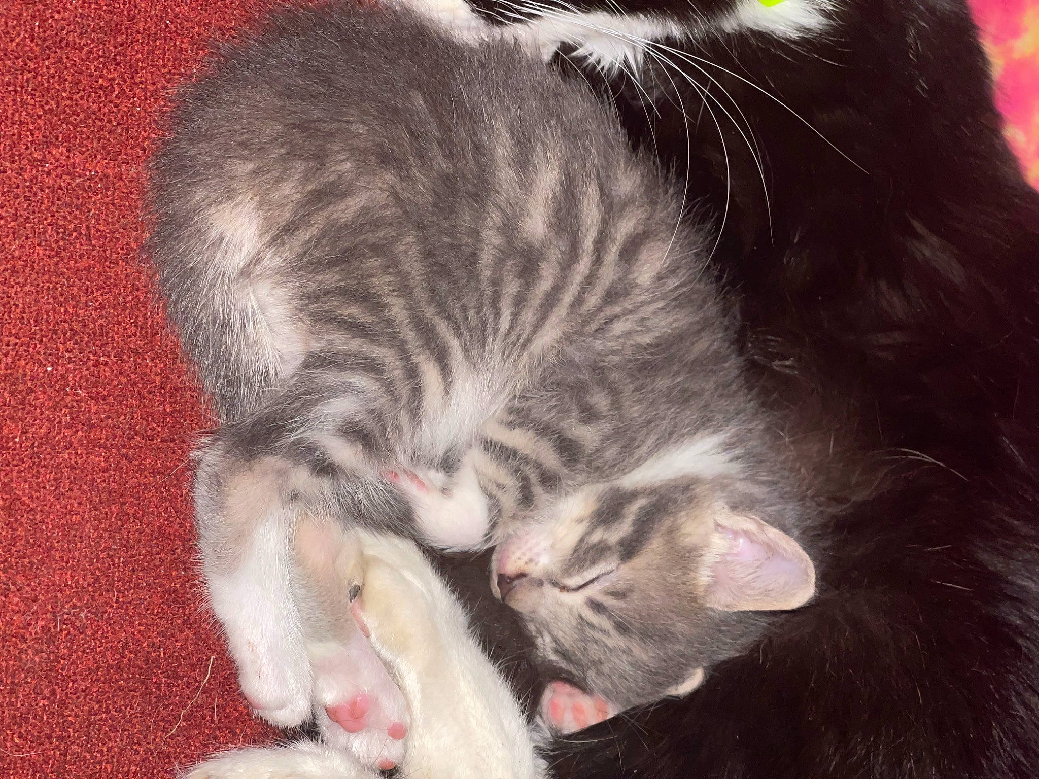 Nim joined the competition — help win amazing prizes! carnivore, cat, claw, close_up, comfort, domestic_short_haired_cat, ear, felidae, fur, nap, paw, sleep, small_to_medium_sized_cats, snout, tail, terrestrial_animal, vertebrate, whiskers