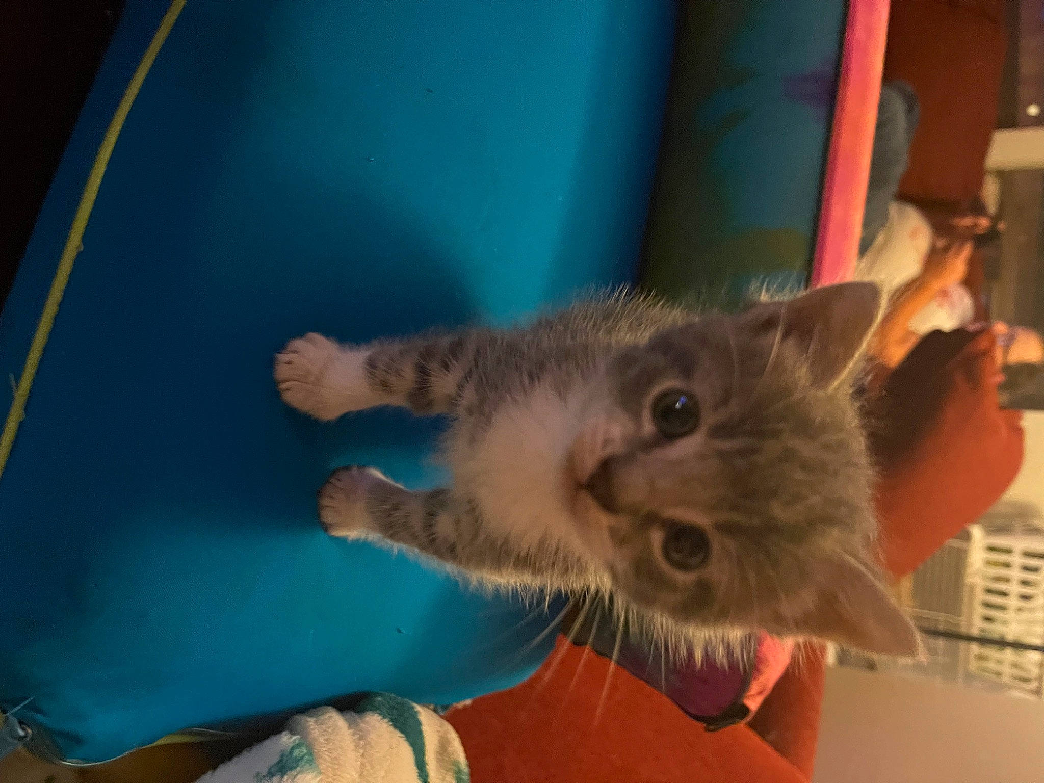 Nim is registered to the contest to win money with this photo: carnivore, cat, claw, comfort, domestic_short_haired_cat, ear, electric_blue, fawn, felidae, finger, fur, gesture, nail, paw, small_to_medium_sized_cats, snout, tail, whiskers