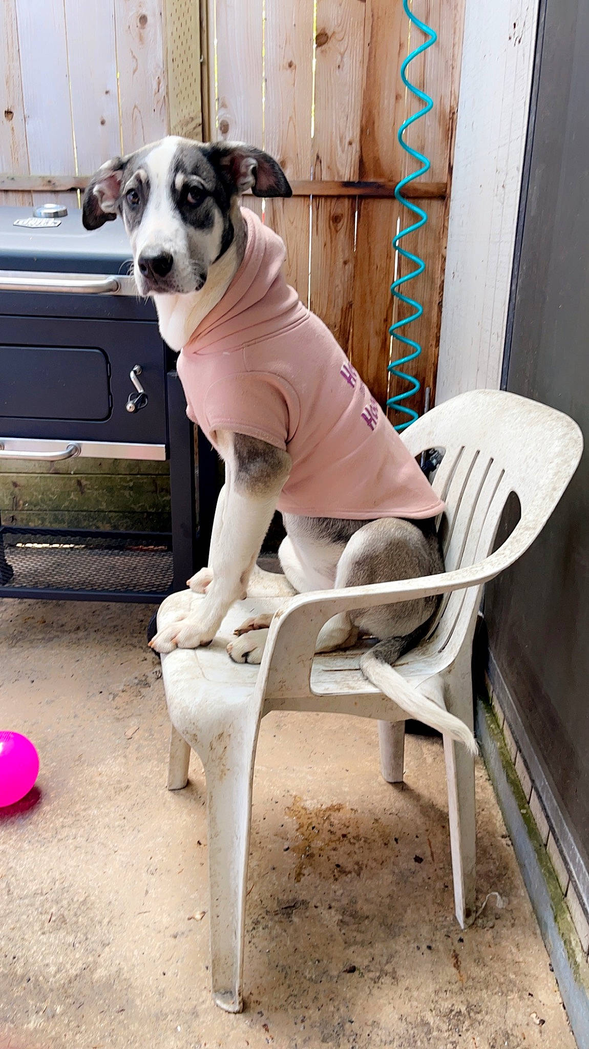 Alice is registered to the contest to win money with this photo: balloon, canidae, carnivore, chair, collar, companion_dog, dog, dog_breed, dog_collar, dog_supply, door, fawn, pet_supply, sitting, snout, sporting_group, tail, whiskers, white, working_animal