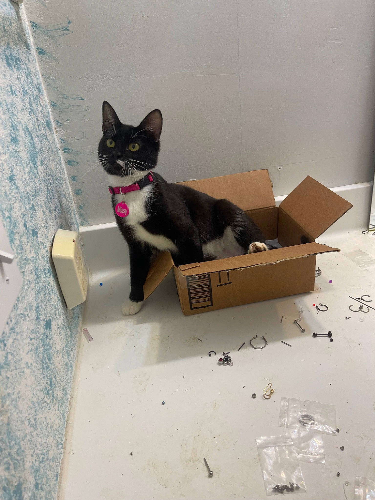 Missy is registered to the contest to win money with this photo: box, cardboard, carmine, carnivore, carton, cat, domestic_short_haired_cat, felidae, flooring, fur, grey, packaging_and_labeling, packing_materials, paper_product, pet_supply, shipping_box, small_to_medium_sized_cats, tail, whiskers, wood