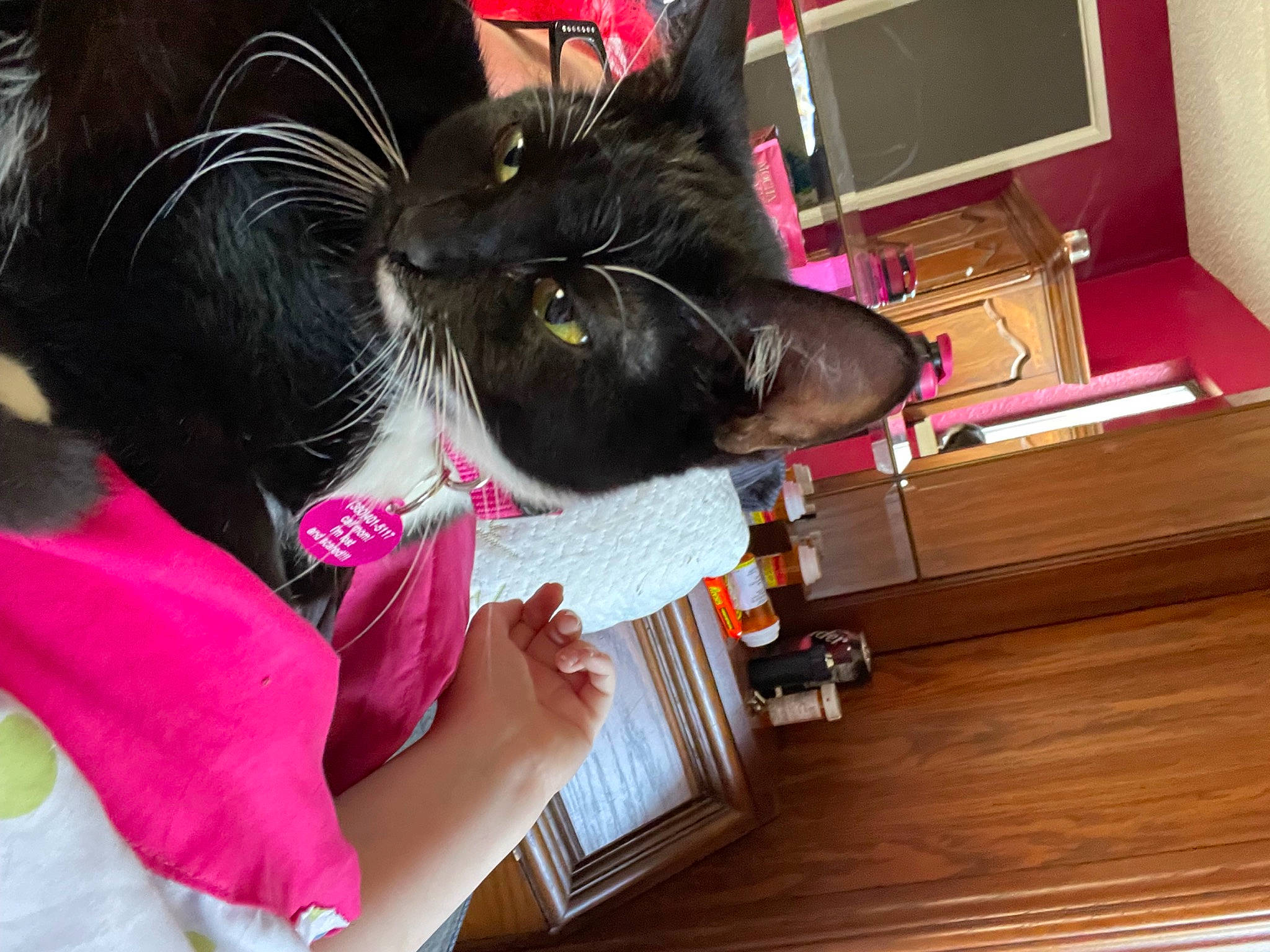 Missy joined the competition — help win amazing prizes! bookcase, carnivore, cat, comfort, computer_monitor, domestic_short_haired_cat, ear, felidae, flooring, fur, hardwood, magenta, picture_frame, room, small_to_medium_sized_cats, television, varnish, whiskers, wood, wood_stain