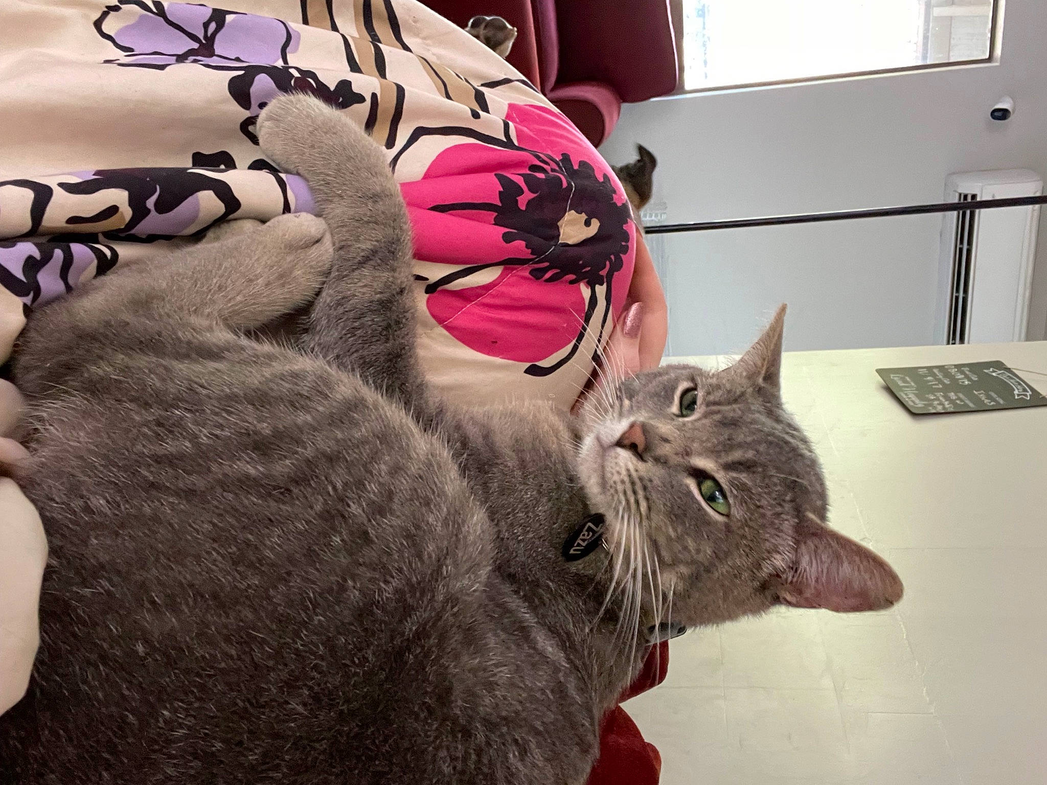 Zazu joined the competition — help win amazing prizes! black_cat, carmine, carnivore, cat, claw, comfort, domestic_short_haired_cat, fawn, felidae, fur, grey, linens, nap, paw, plant, room, small_to_medium_sized_cats, snout, tail, whiskers