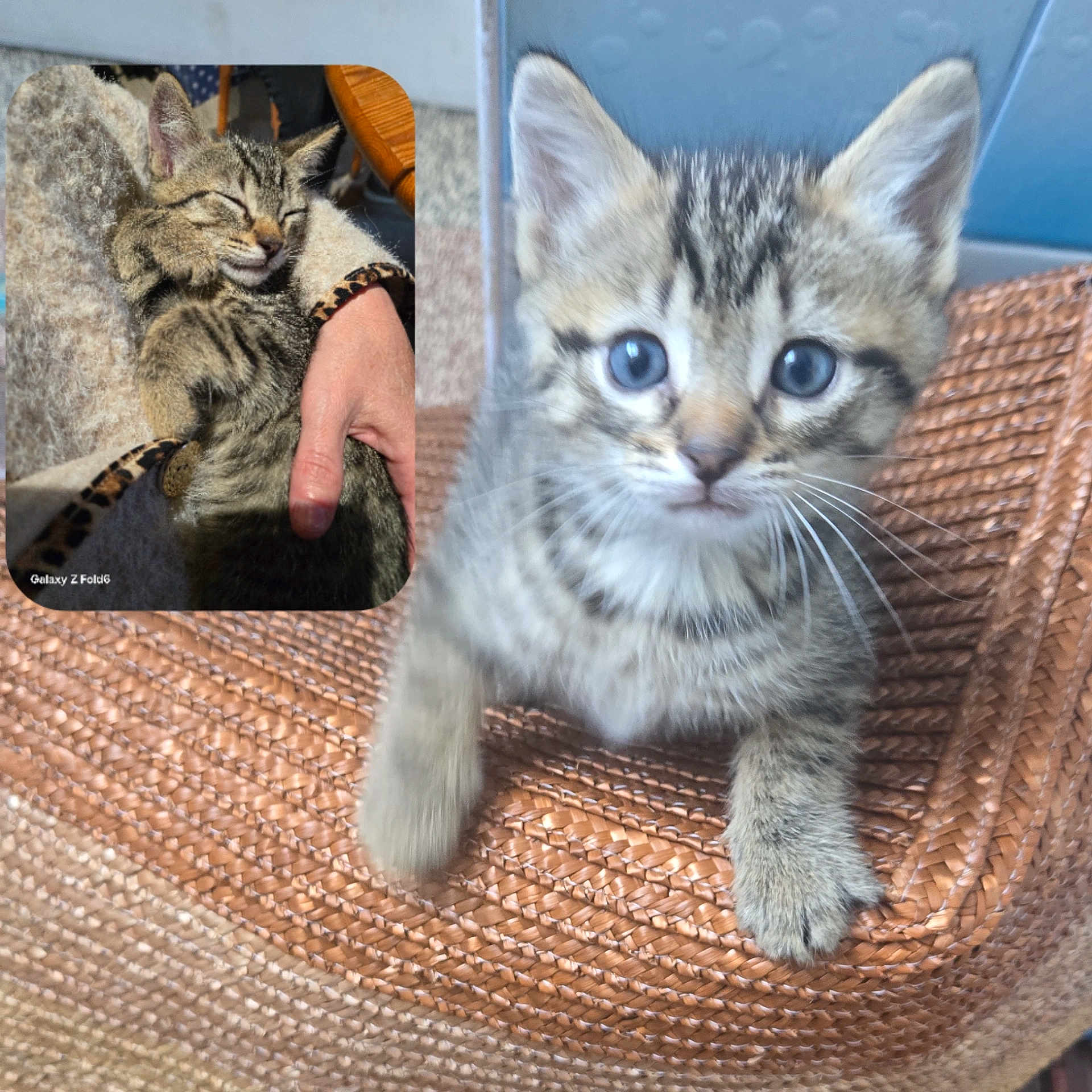 Aïko a rejoint le concours — aidez-le/la à gagner de superbes lots ! animal, basket, blue_eyes, cat, close_up, cozy, curious, cute, domestic, feline, hand, indoor, kitten, pet, portrait, snuggling, sunlight, tabby, woven, young_animal