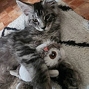 Atlas a rejoint le concours — aidez-le/la à gagner de superbes lots ! kitten, cat, gray_tabby, plush_toy, owl_toy, blanket, cozy, indoor, pet, cute, fur, whiskers, relaxing, animal, playful, claws, ears, floor, texture, comfort