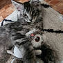 kitten, cat, gray_tabby, plush_toy, owl_toy, blanket, cozy, indoor, pet, cute, fur, whiskers, relaxing, animal, playful, claws, ears, floor, texture, comfort