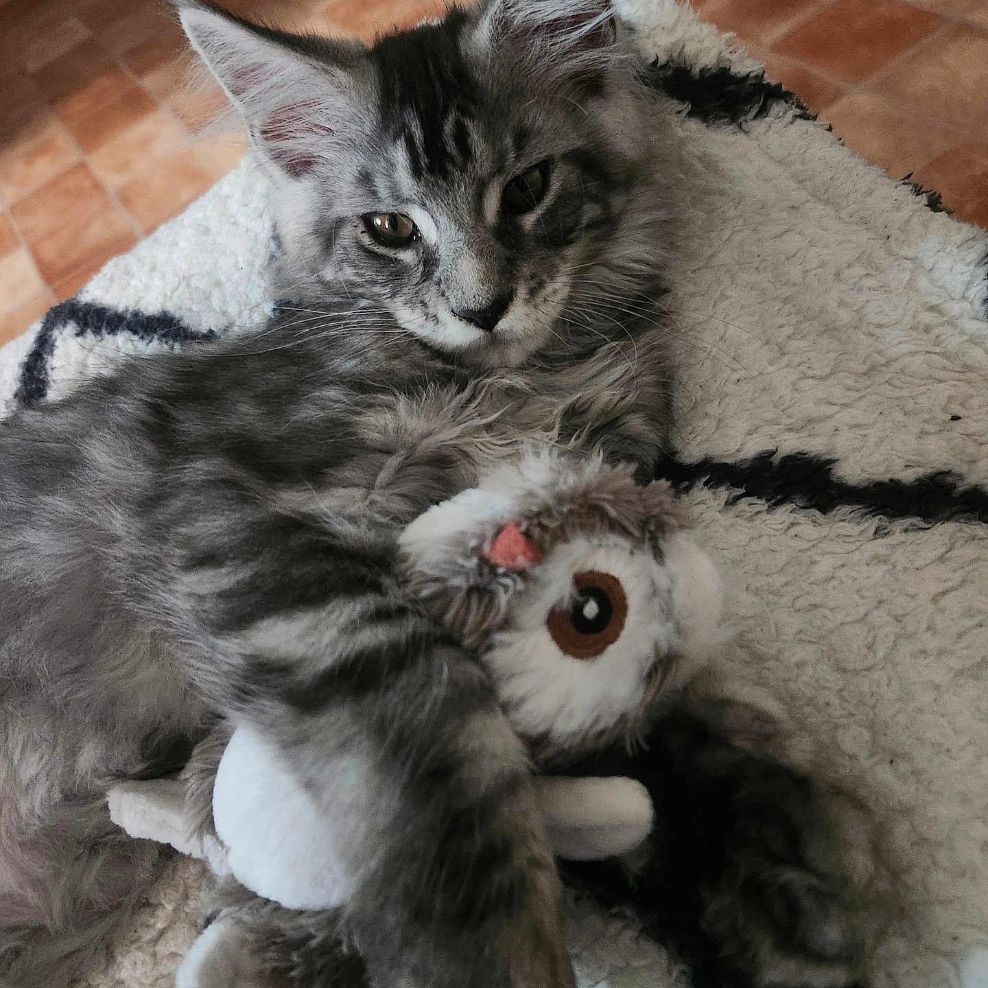 Atlas a rejoint le concours — aidez-le/la à gagner de superbes lots ! animal, blanket, cat, claws, comfort, cozy, cute, ears, floor, fur, gray_tabby, indoor, kitten, owl_toy, pet, playful, plush_toy, relaxing, texture, whiskers