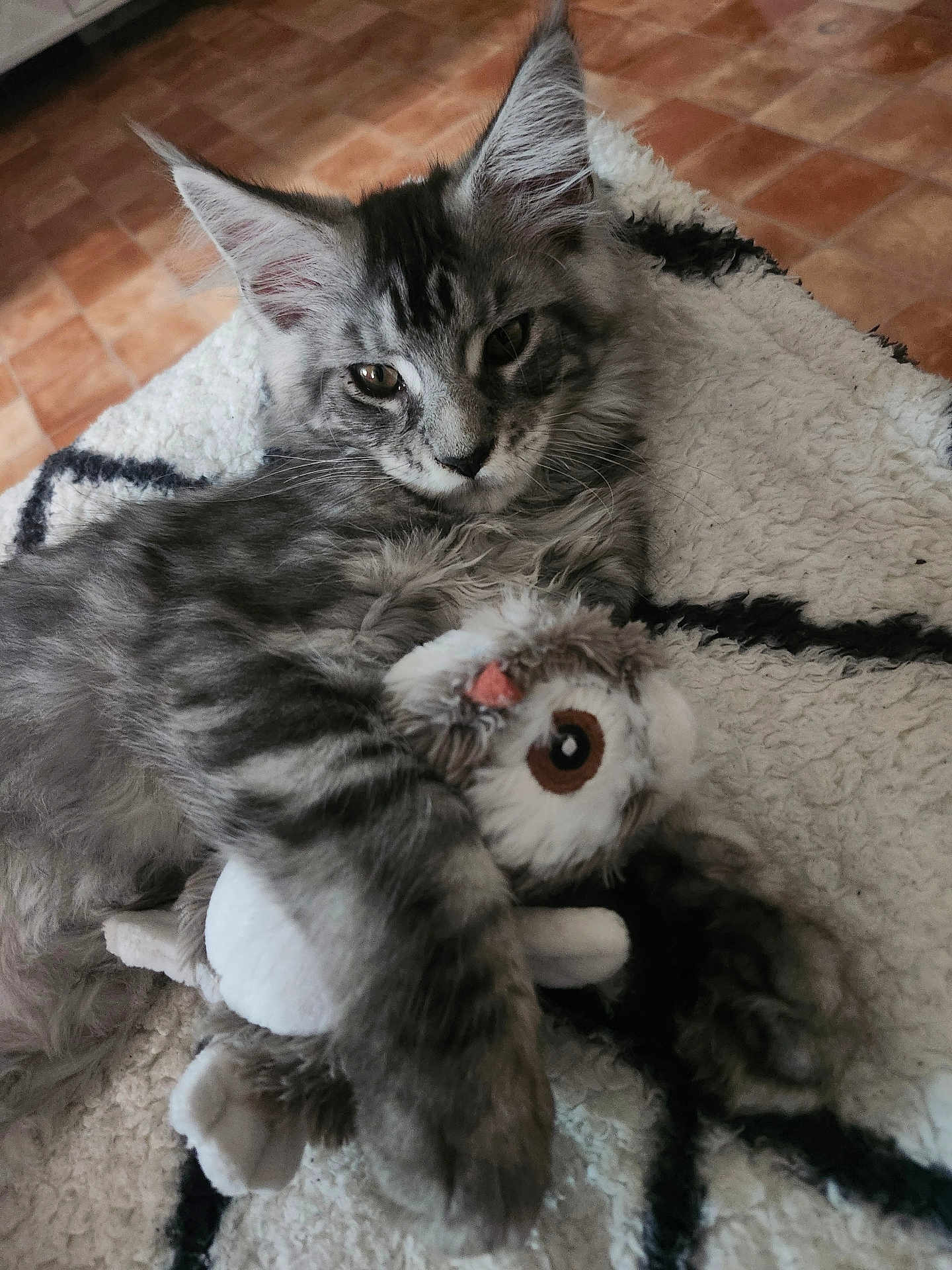 Atlas a rejoint le concours — aidez-le/la à gagner de superbes lots ! kitten, cat, gray_tabby, plush_toy, owl_toy, blanket, cozy, indoor, pet, cute, fur, whiskers, relaxing, animal, playful, claws, ears, floor, texture, comfort