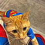 Marley is registered to the contest to win money with this photo: cat, orange_tabby, superhero_costume, costume, pet, animal, curious, indoor, person, pants, blue, red, floor, tile_floor, rug, whiskers, closeup, playful, feline, clothing