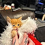 kitten, orange_cat, tattooed_hand, fluffy, santa_hat, cute, pet, indoor, cozy, playing, hand, furry, animal, small, young, domestic, comfort, warm, closeup, adorable