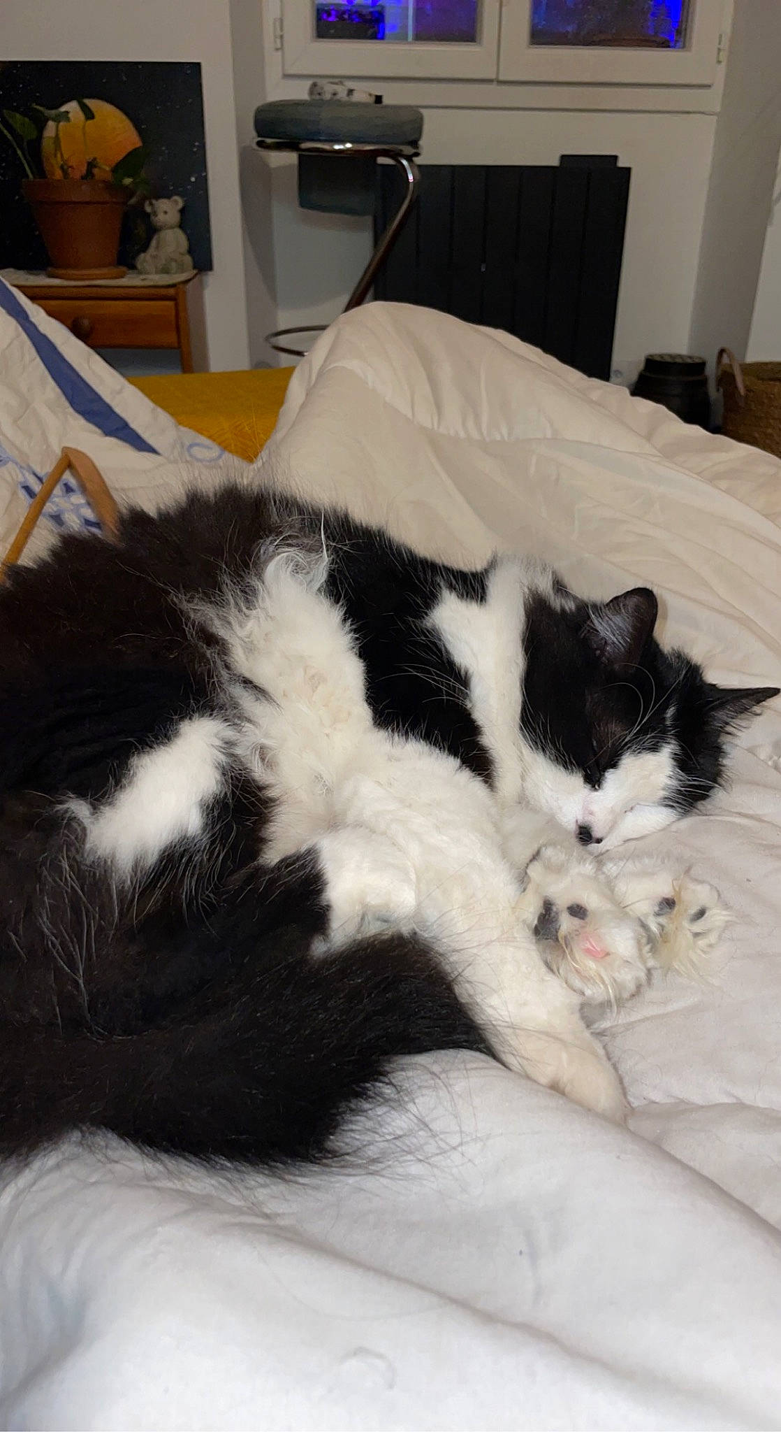 Ninou participe au concours pour gagner de l'argent avec cette photo : carnivore, cat, claw, comfort, domestic_short_haired_cat, felidae, fur, mammal, nap, paw, room, sleep, small_to_medium_sized_cats, tail, terrestrial_animal, vertebrate, whiskers