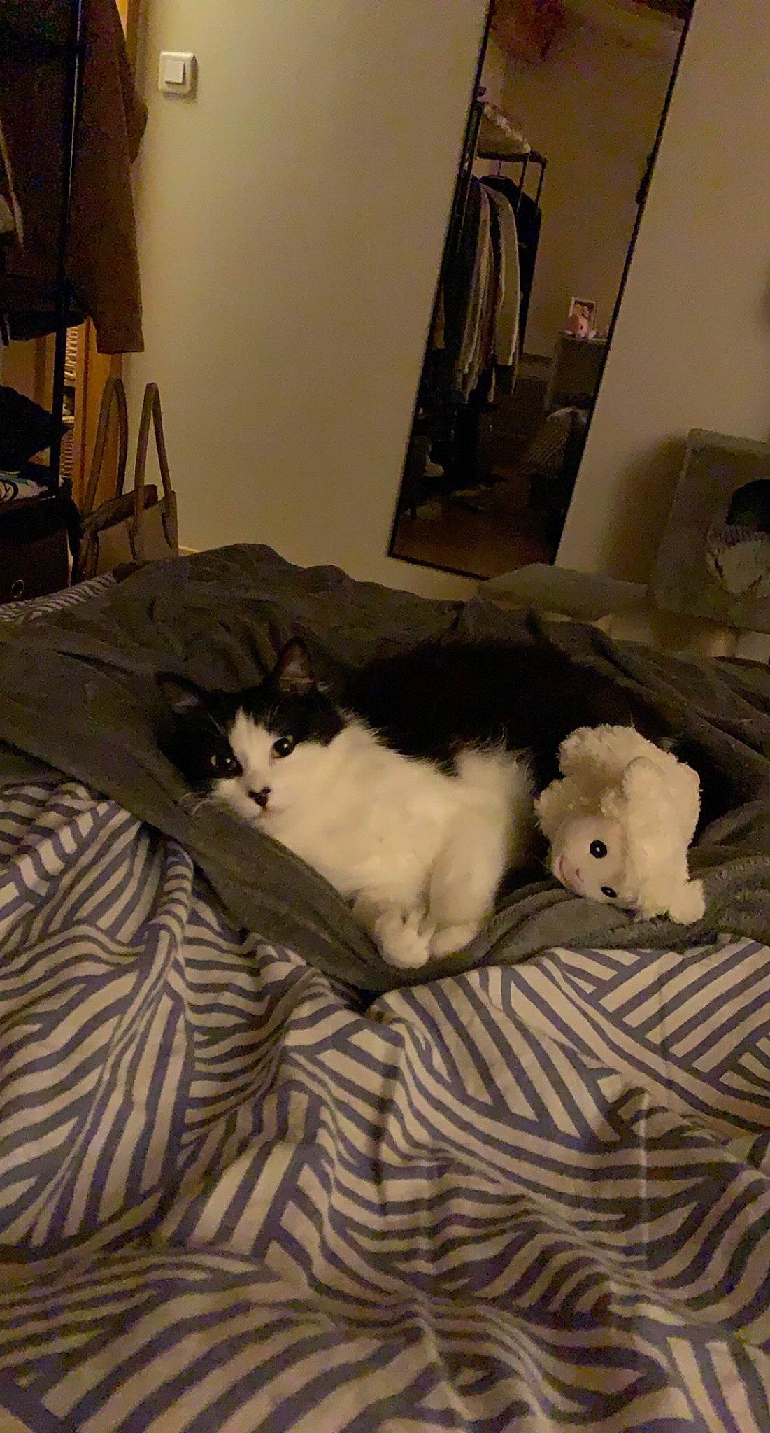 Ninou a rejoint le concours — aidez-le/la à gagner de superbes lots ! bed, bedding, bedroom, carnivore, cat, comfort, companion_dog, domestic_short_haired_cat, duvet, felidae, floor, flooring, fur, grey, hardwood, linens, small_to_medium_sized_cats, tail, whiskers, wood