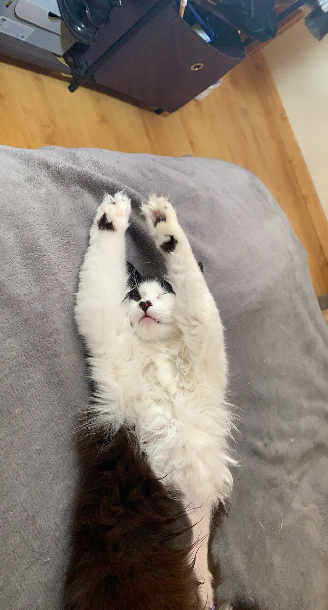 Ninou participe au concours pour gagner de l'argent avec cette photo : canidae, carnivore, claw, companion_dog, dog_breed, fang, felidae, foot, fur, hardwood, paw, polar_bear, shipping_box, small_to_medium_sized_cats, snout, sporting_group, tail, terrestrial_animal, whiskers, wood