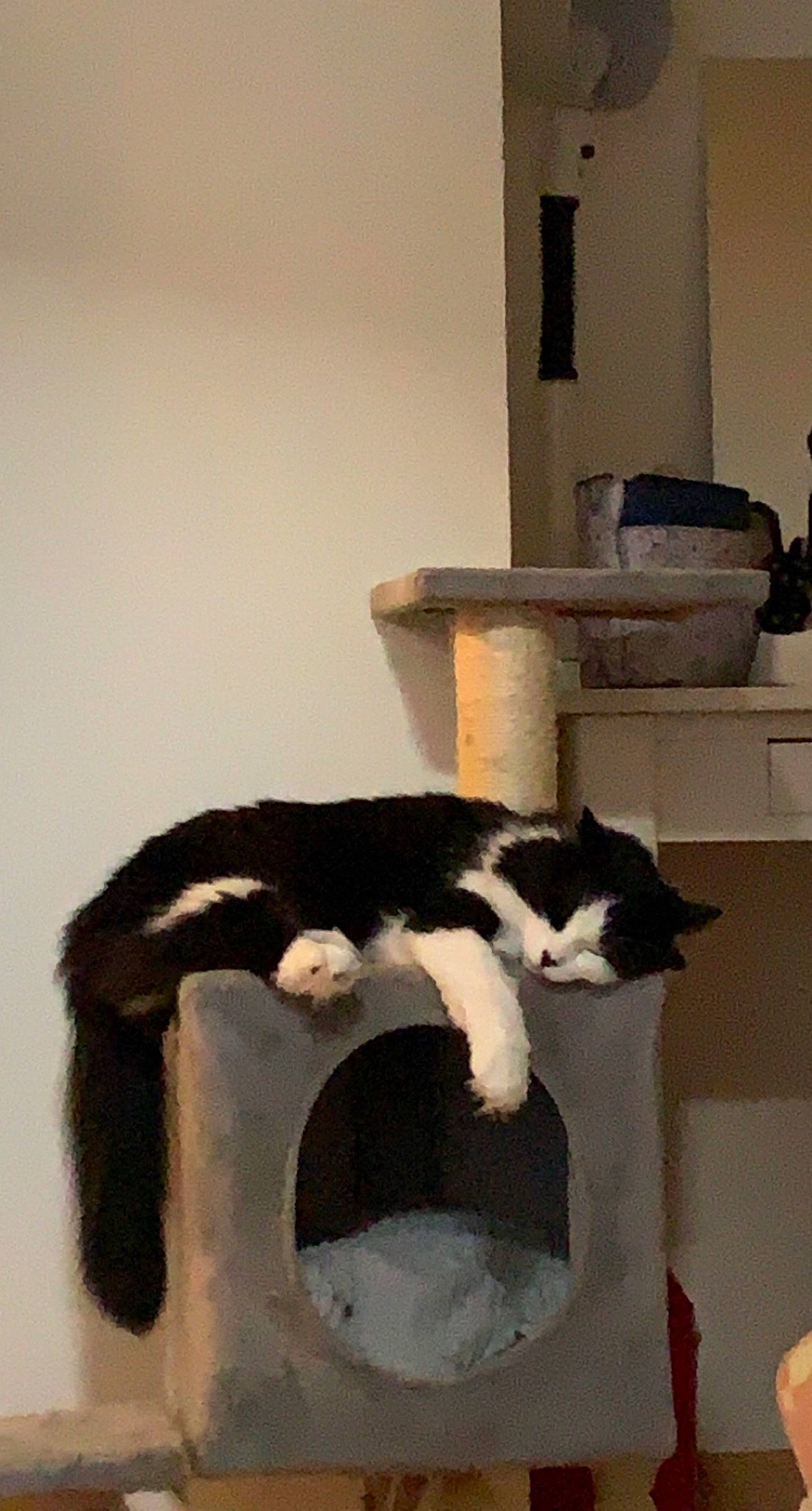 Ninou a rejoint le concours — aidez-le/la à gagner de superbes lots ! carnivore, cat, cat_furniture, cat_supply, claw, comfort, domestic_short_haired_cat, felidae, flooring, fur, hardwood, pet_supply, room, small_to_medium_sized_cats, tail, terrestrial_animal, whiskers, wood