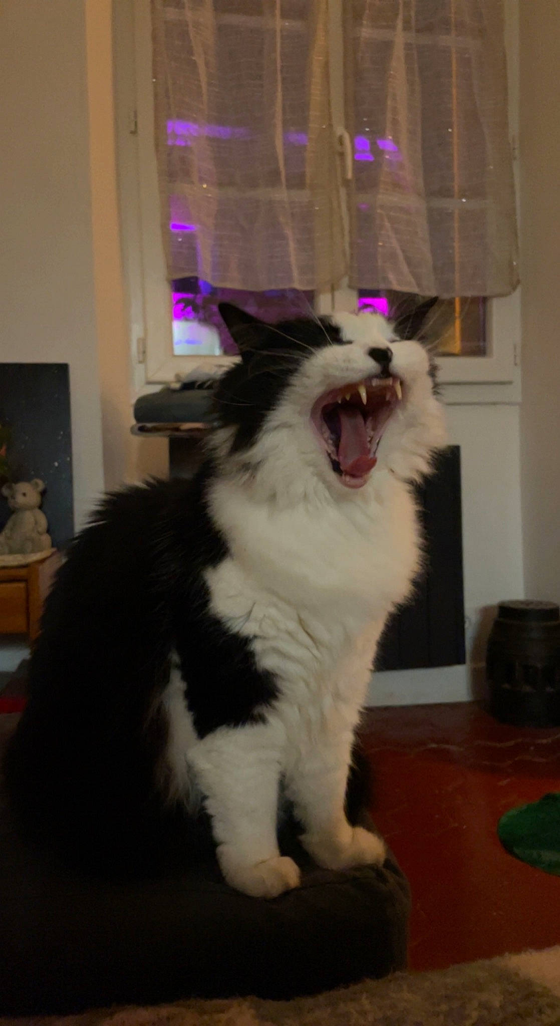 Ninou participe au concours pour gagner de l'argent avec cette photo : carnivore, cat, companion_dog, dog_breed, event, fang, felidae, flooring, formal_wear, fur, paw, roar, room, small_to_medium_sized_cats, snout, tail, terrestrial_animal, whiskers, window, yawn