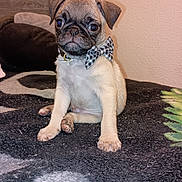 Mikey joined the competition — help win amazing prizes! puppy, dog, pug, bow_tie, pet, animal, cute, indoor, blanket, sitting, fur, paw, ears, collar, young, portrait, adorable, face, looking, home