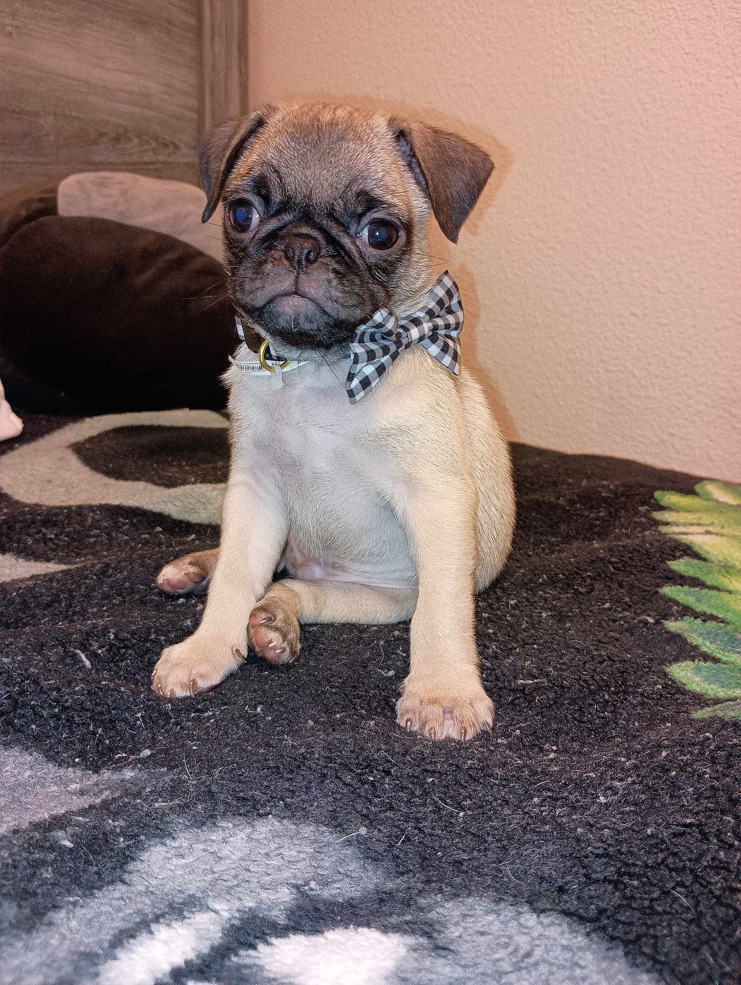 Mikey joined the competition — help win amazing prizes! puppy, dog, pug, bow_tie, pet, animal, cute, indoor, blanket, sitting, fur, paw, ears, collar, young, portrait, adorable, face, looking, home