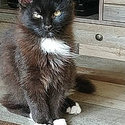 Pirate a rejoint le concours — aidez-le/la à gagner de superbes lots ! cat, black_cat, white_paws, yellow_eyes, fluffy_fur, indoor, wooden_floor, cabinet, pet, animal, feline, sitting, fur, whiskers, ears, tail, home, domestic_animal, resting, cozy