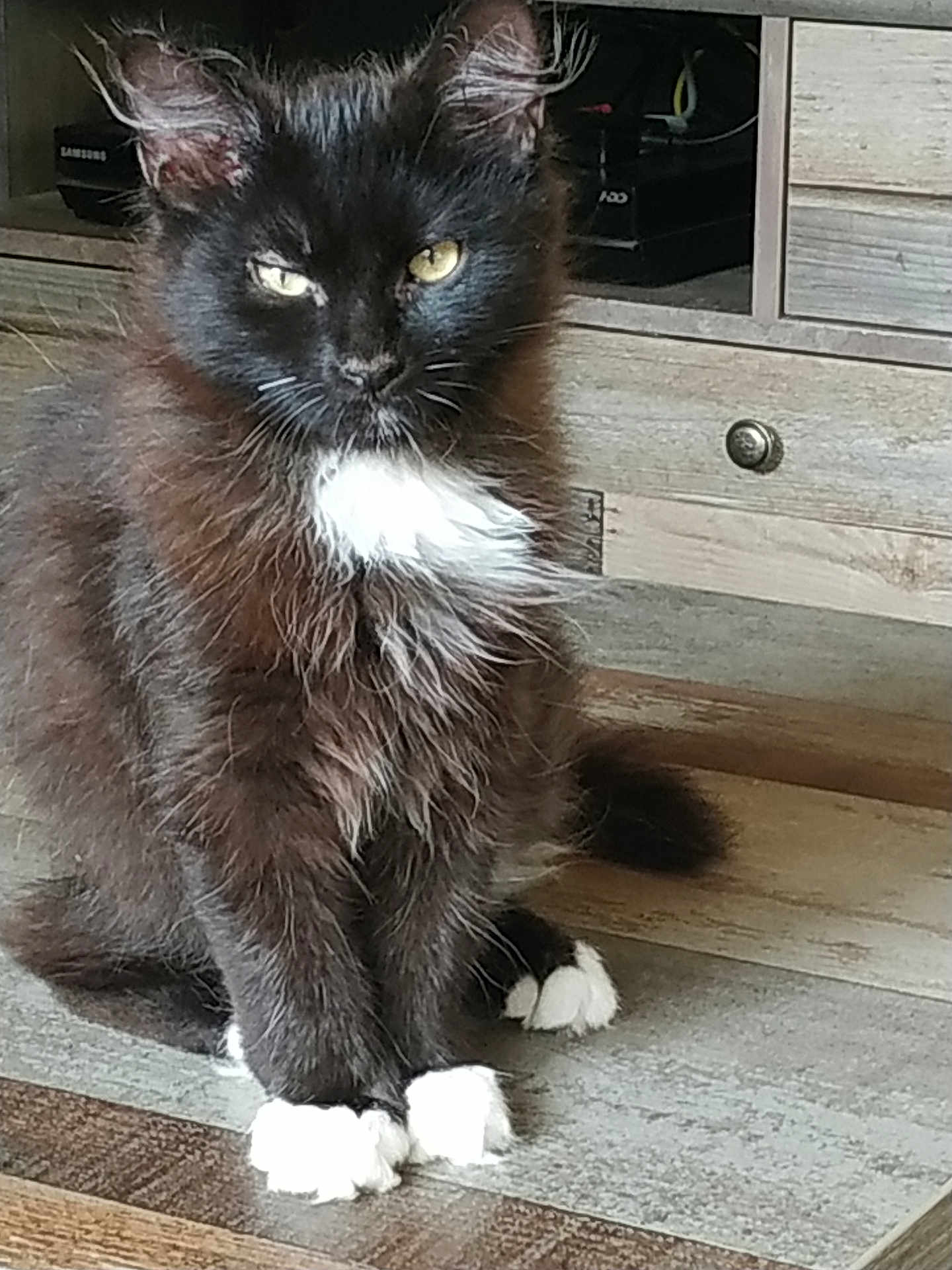 Pirate a rejoint le concours — aidez-le/la à gagner de superbes lots ! cat, black_cat, white_paws, yellow_eyes, fluffy_fur, indoor, wooden_floor, cabinet, pet, animal, feline, sitting, fur, whiskers, ears, tail, home, domestic_animal, resting, cozy