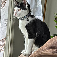 Willow is registered to the contest to win money with this photo: animal, bell, black_and_white, cat, closeup, collar, couch, curious, curtains, domestic, fur, furniture, houseplant, indoor, natural_light, pet, side_view, sitting, whiskers, window