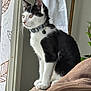 animal, bell, black_and_white, cat, closeup, collar, couch, curious, curtains, domestic, fur, furniture, houseplant, indoor, natural_light, pet, side_view, sitting, whiskers, window