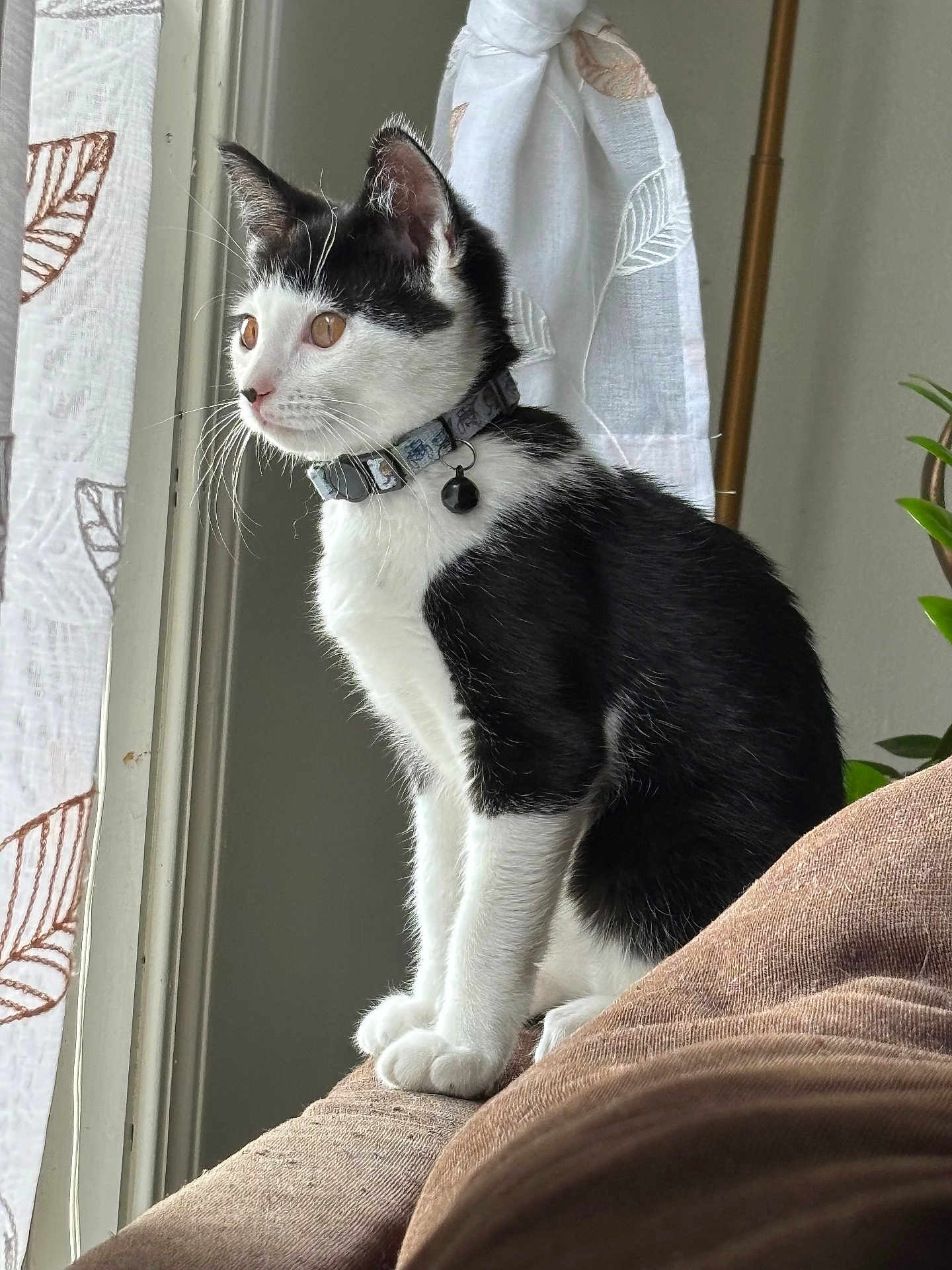 Willow