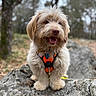 dog, outdoor, nature, rock, harness, fluffy, animal, pet, forest, happy, portrait, brown, fur, canine, playful, smiling, trees, leaves, walking, adventure
