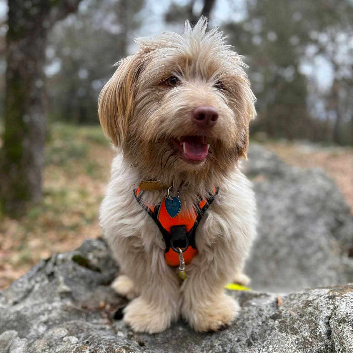Smiley a rejoint le concours — aidez-le/la à gagner de superbes lots ! dog, outdoor, nature, rock, harness, fluffy, animal, pet, forest, happy, portrait, brown, fur, canine, playful, smiling, trees, leaves, walking, adventure