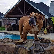 Max joined the competition — help win amazing prizes! backyard, bulldog, chimney, clouds, curious, dog, house, lawn, mammal, outdoor, patio, pet, pool, porch, rock, sky, standing, stone_wall, swimming_pool, water