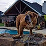 backyard, bulldog, chimney, clouds, curious, dog, house, lawn, mammal, outdoor, patio, pet, pool, porch, rock, sky, standing, stone_wall, swimming_pool, water