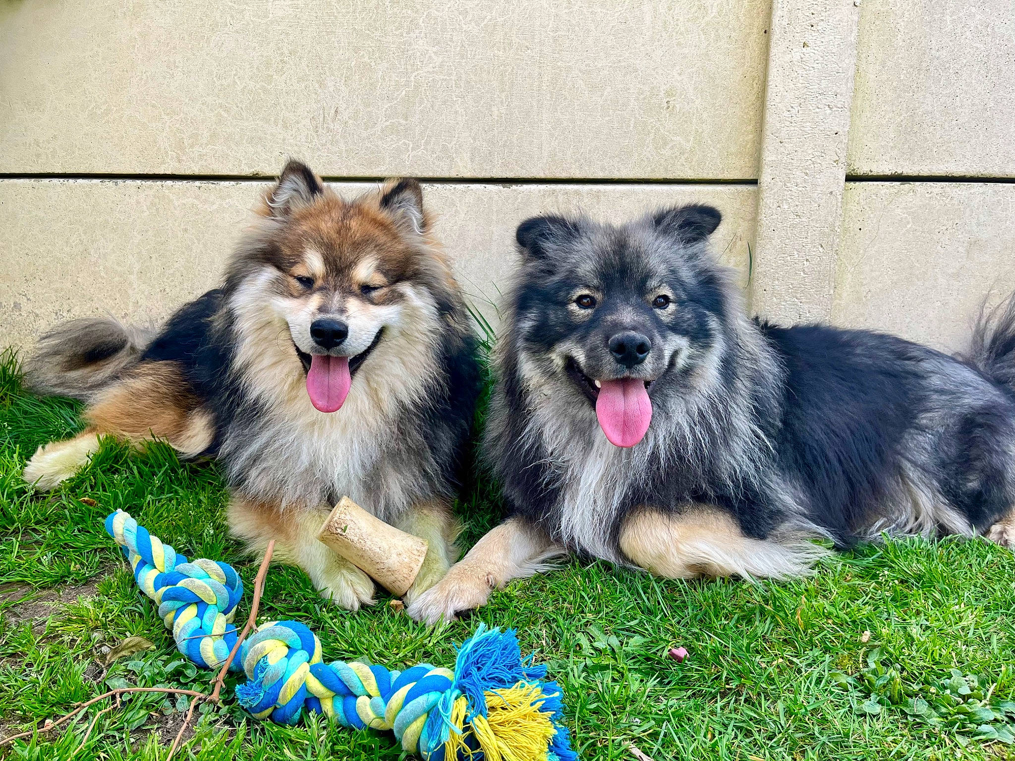 Uno participe au concours pour gagner de l'argent avec cette photo : ancient_dog_breeds, canidae, carnivore, collar, companion_dog, dog, dog_breed, dog_supply, grass, keeshond, non_sporting_group, snout, sporting_group, toy_dog, working_animal, working_dog