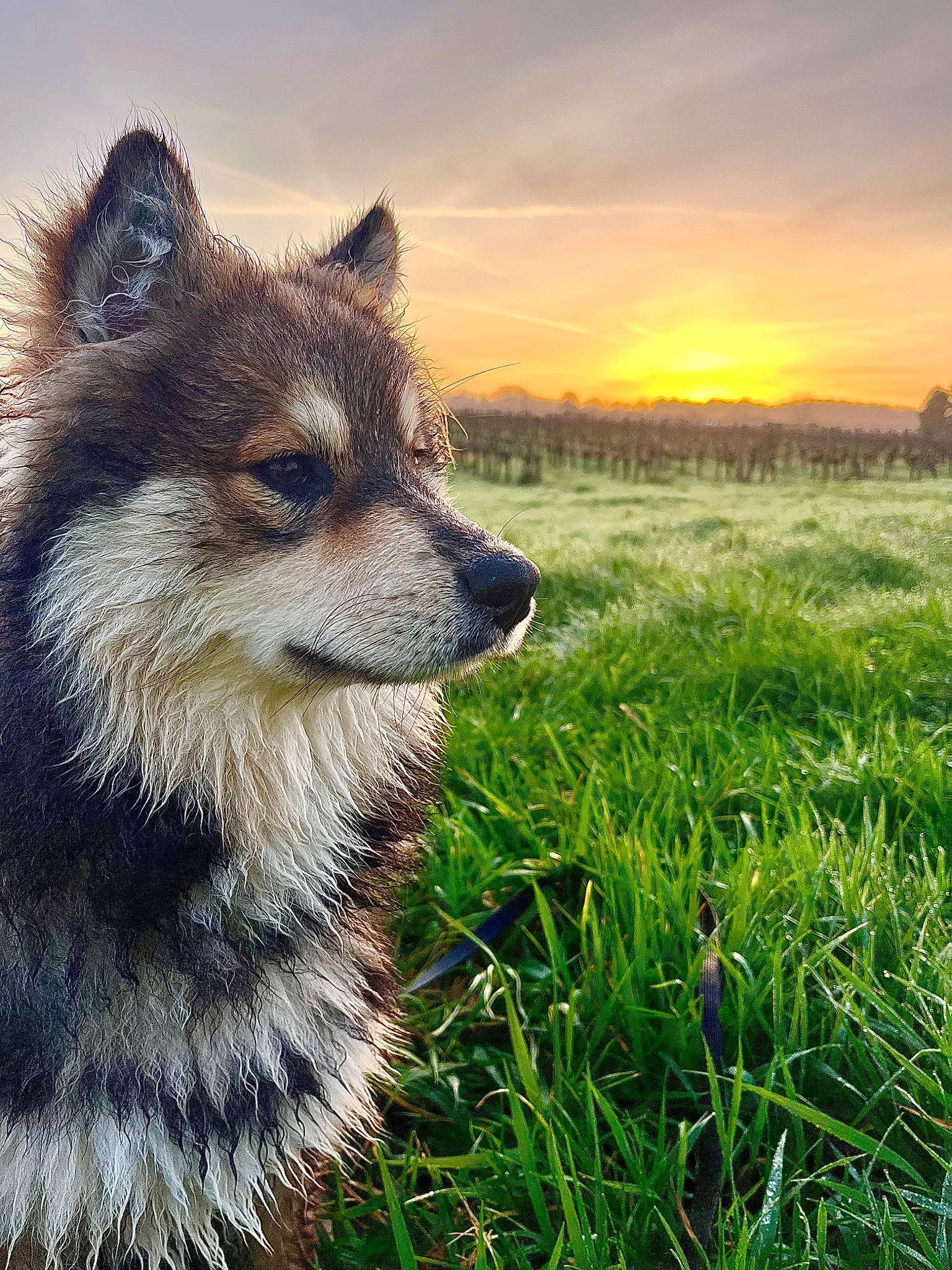 Uno a rejoint le concours — aidez-le/la à gagner de superbes lots ! canidae, canis, carnivore, cloud, dog, dog_breed, eye, fawn, fox, grass, grassland, grey_fox, head, natural_landscape, plant, sky, snout, tail, terrestrial_animal, whiskers