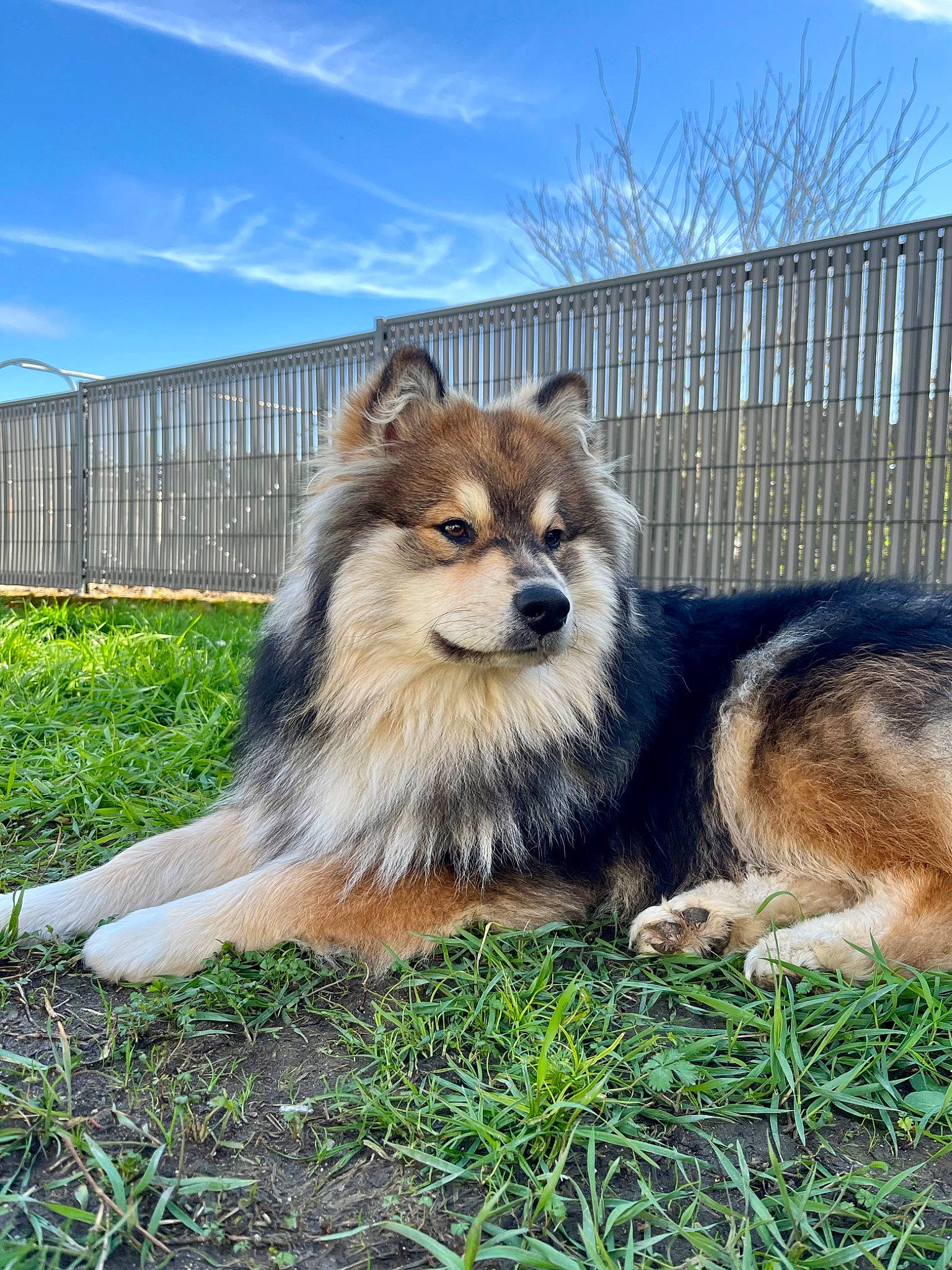 Uno a rejoint le concours — aidez-le/la à gagner de superbes lots ! canidae, carnivore, cloud, companion_dog, dog, dog_breed, fawn, fence, fur, german_spitz_mittel, grass, plant, sky, snout, spitz, terrestrial_animal, tree, whiskers, wildlife, working_dog