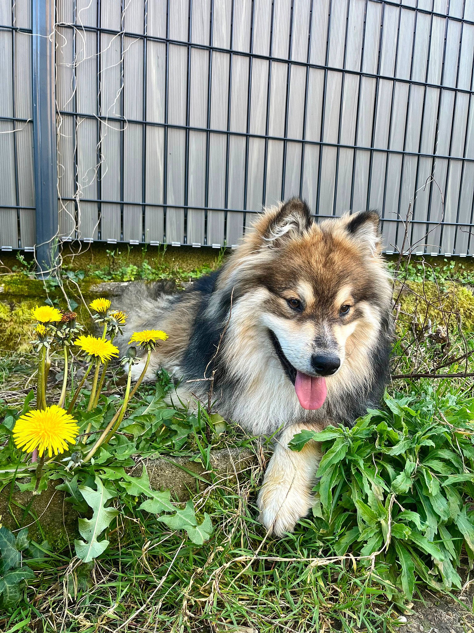 Uno a rejoint le concours — aidez-le/la à gagner de superbes lots ! annual_plant, canidae, canis, carnivore, collie, companion_dog, dog, dog_breed, fence, flower, fur, grass, herding_dog, plant, snout, sunflower, terrestrial_animal, whiskers, wildlife, working_dog