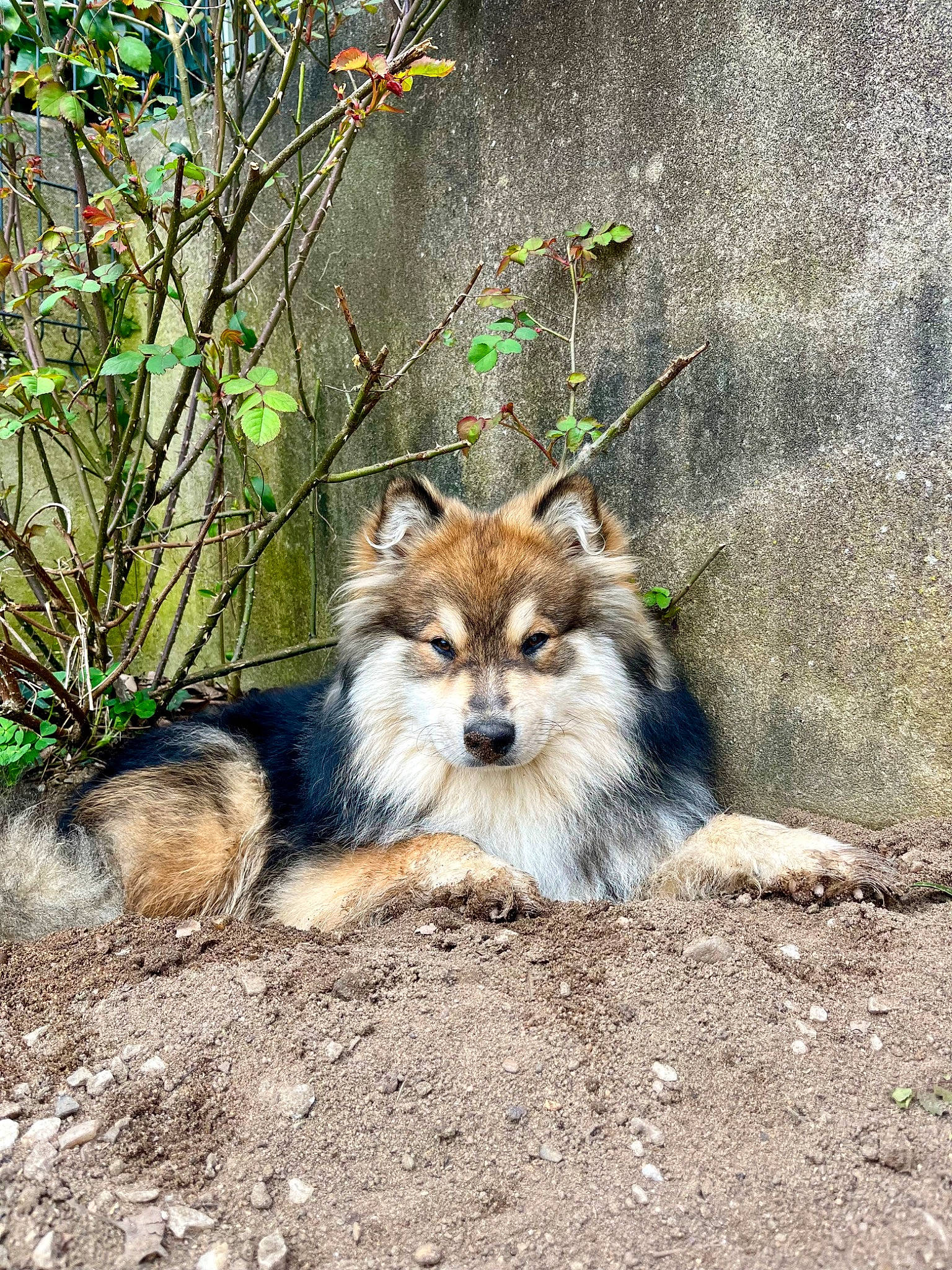 Uno participe au concours pour gagner de l'argent avec cette photo : canidae, canis, carnivore, companion_dog, dhole, dog_breed, fawn, fox, fur, grass, jungle, plant, snout, tail, terrestrial_animal, tree, whiskers, wildlife