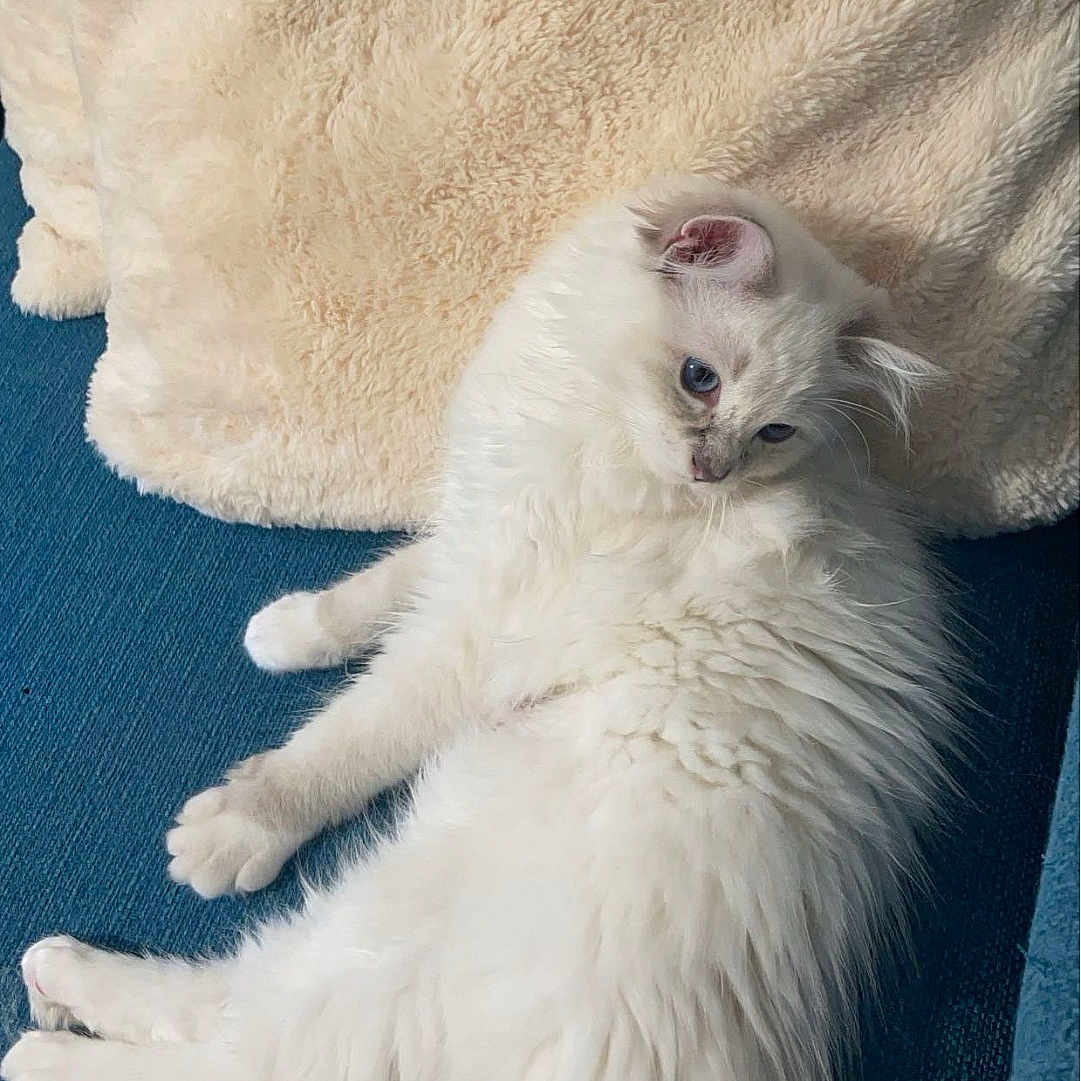 Naya a rejoint le concours — aidez-le/la à gagner de superbes lots ! angora, animal, blanket, cat, cushion, homedecor, kitten, manx, person, pet, siamese, sleeping, white