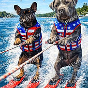 Texas joined the competition — help win amazing prizes! dog, water_skiing, life_jacket, water, outdoor, blue_sky, splash, rope, patriotic, stars, stripes, summer, recreation, animal, sport, fun, canine, lake, active, teamwork