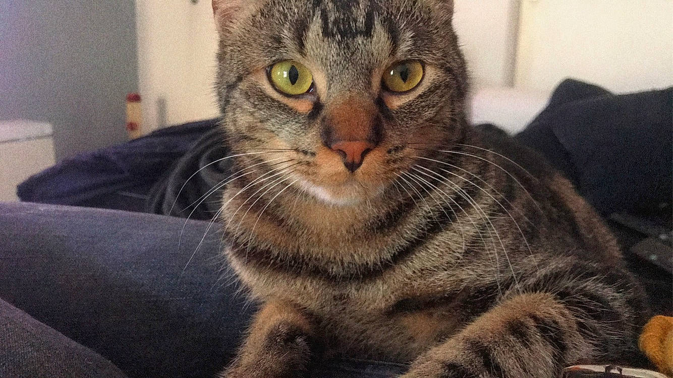 Nala a rejoint le concours — aidez-le/la à gagner de superbes lots ! carnivore, cat, cat_supply, claw, comfort, domestic_short_haired_cat, eye, felidae, fur, paw, small_to_medium_sized_cats, snout, terrestrial_animal, whiskers, window