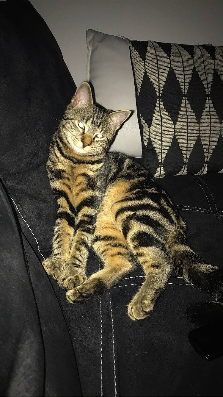 Nala a rejoint le concours — aidez-le/la à gagner de superbes lots ! big_cats, carnivore, cat, cat_bed, claw, comfort, darkness, domestic_short_haired_cat, felidae, fur, pattern, paw, sitting, small_to_medium_sized_cats, snout, tail, terrestrial_animal, whiskers, wildlife