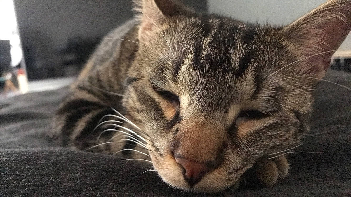 Nala participe au concours pour gagner de l'argent avec cette photo : carnivore, cat, domestic_short_haired_cat, felidae, fur, paw, small_to_medium_sized_cats, snout, terrestrial_animal, whiskers, wildlife