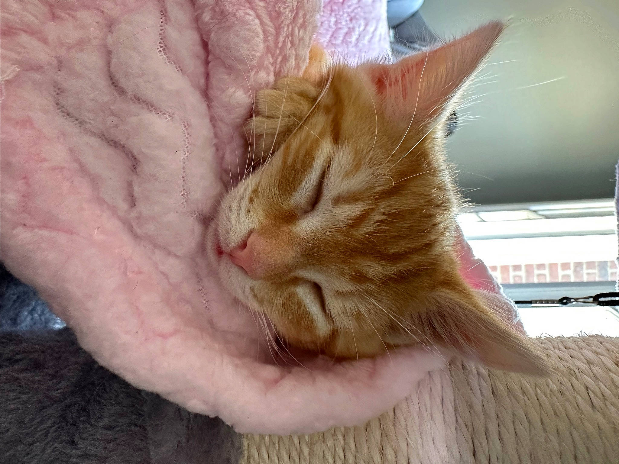 Juni joined the competition — help win amazing prizes! carnivore, cat, claw, comfort, domestic_short_haired_cat, fawn, felidae, finger, flooring, fur, gesture, hardwood, nail, nap, paw, sleep, small_to_medium_sized_cats, tail, whiskers, wood