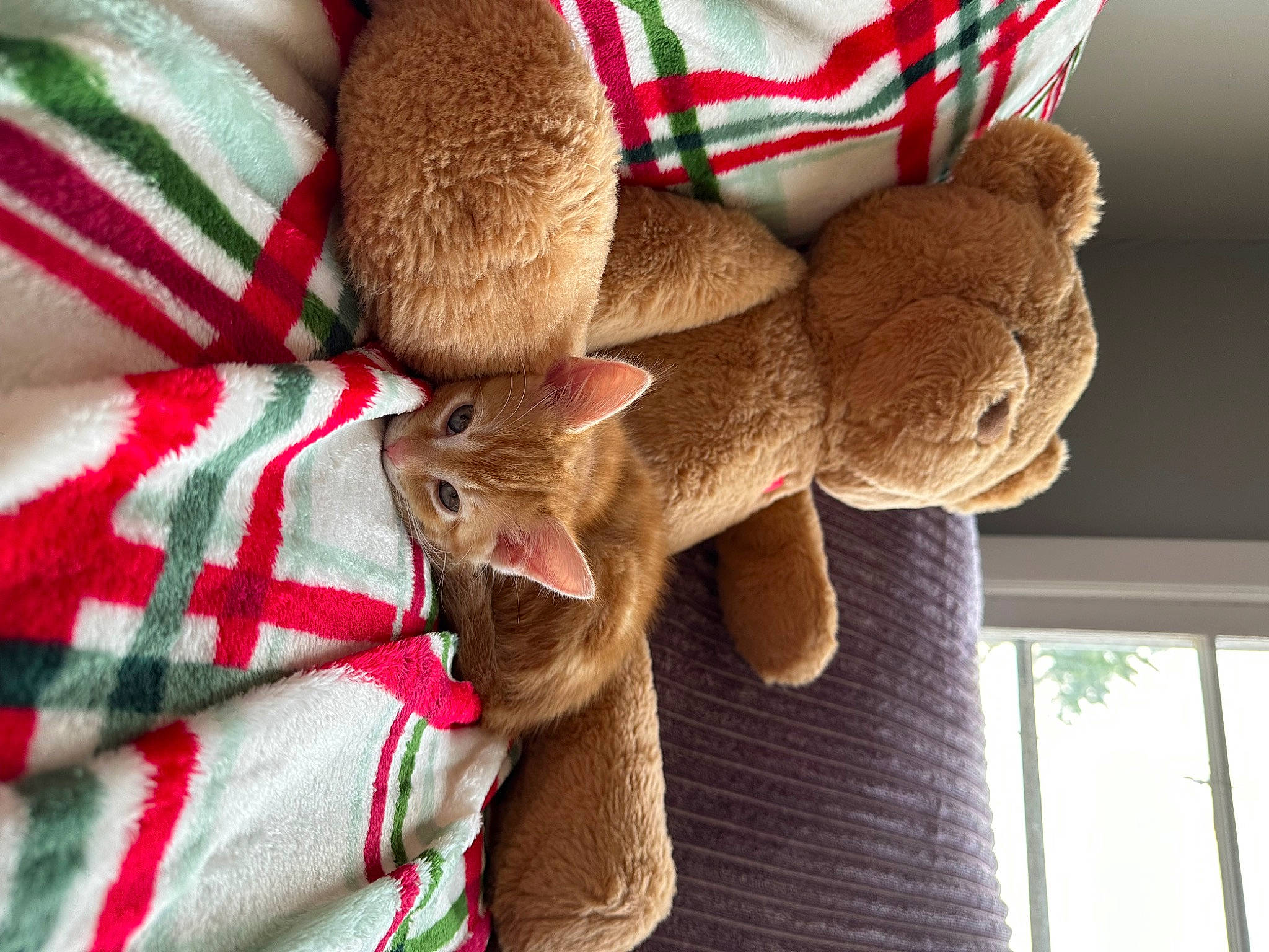 Juni joined the competition — help win amazing prizes! cat, comfort, fawn, felidae, fur, hat, human_leg, pattern, plant, plush, small_to_medium_sized_cats, stuffed_toy, tail, textile, toy, tree, whiskers, window, wood, wool